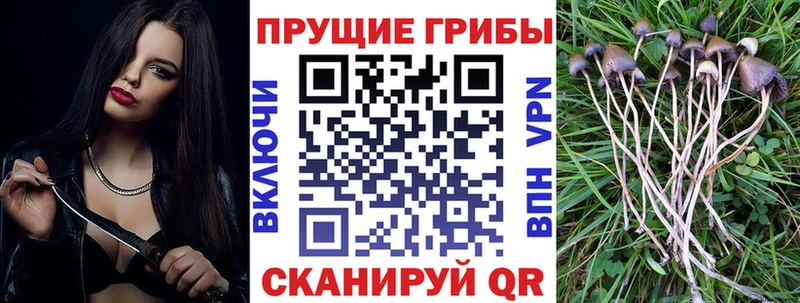 Псилоцибиновые грибы мицелий  наркота  Курчалой 