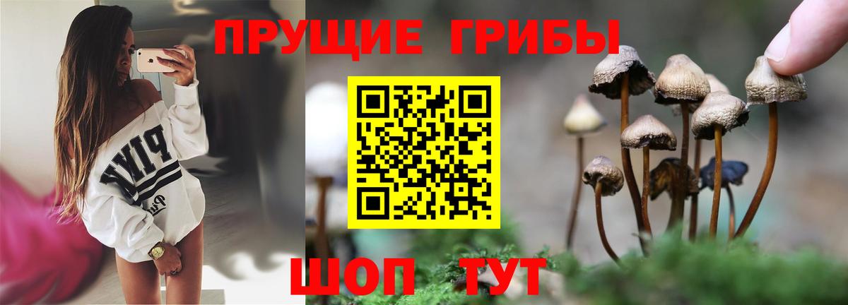 Псилоцибиновые грибы GOLDEN TEACHER Курчалой
